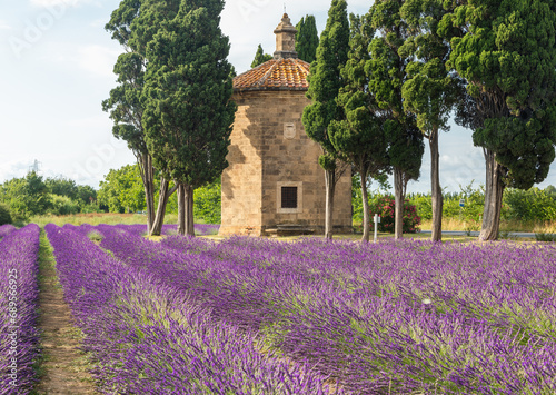Lavender lines in Italy. Tuscany coutryside scenery landscape at sunset with sky and clouds.