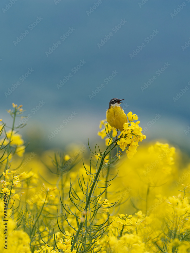 Obraz premium Schafstelze, Motacilla flava