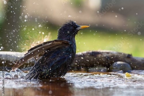The starling bathes in the water. It splashes water. Czechia. 
