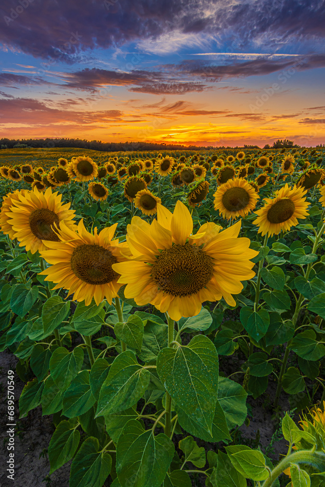 large opened flowers of many sunflowers on an agricultural field. Evening mood of a landscape. Field with many crops at sunset. red yellow orange clouds in the blue sky