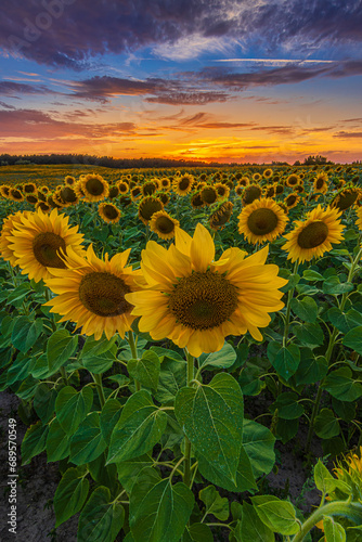 Obraz na płótnie large opened flowers of many sunflowers on an agricultural field. Evening mood of a landscape. Field with many crops at sunset. red yellow orange clouds in the blue sky w salonie
