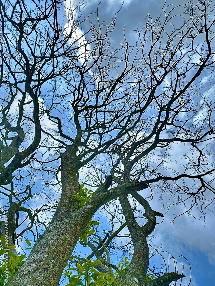 Fototapeta premium The beautiful shape of a tree branch that dries up because it sheds its leaves during the summer drought