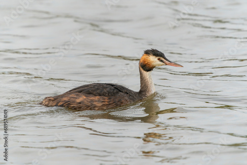 Great crested grebe (Podiceps cristatus) Colorful water bird. Reflection of the animal. Gelderland in the Netherlands. 