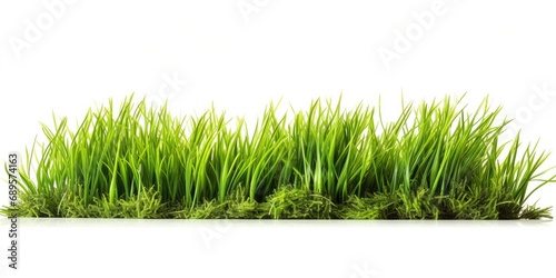 A lush green nature scene with a grassy field, conveying the freshness of spring.