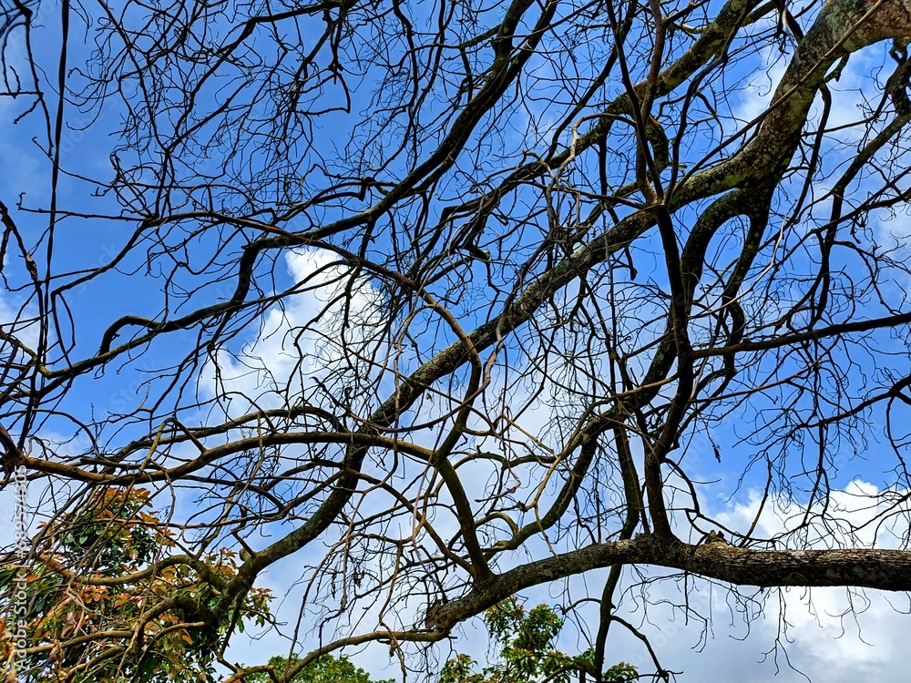 Obraz premium The beautiful shape of a tree branch that dries up because it sheds its leaves during the summer drought