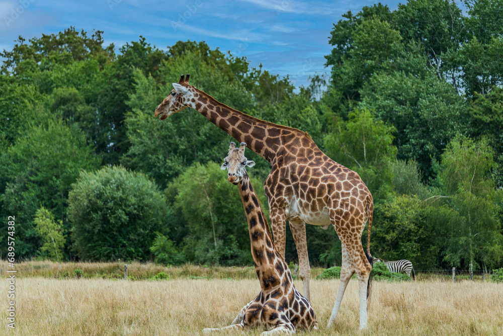 Obraz premium Giraffe Couple. A pair of giraffes, one of which is lying in the grass and the other is standing.