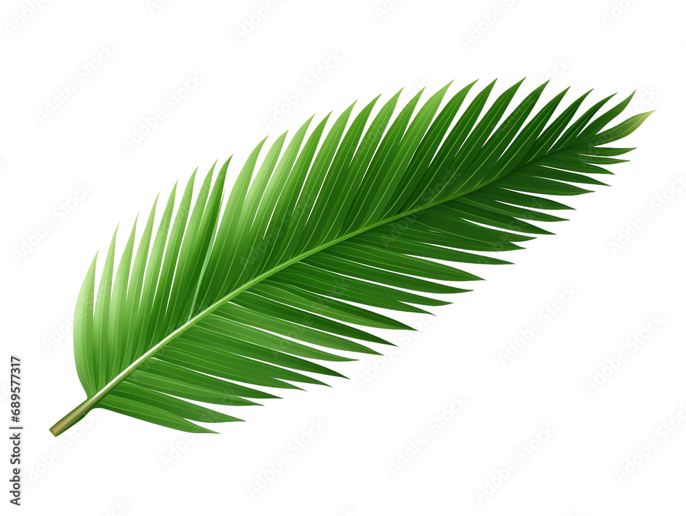 coconut leaf element in isolated background coconut leaf element in isolated background