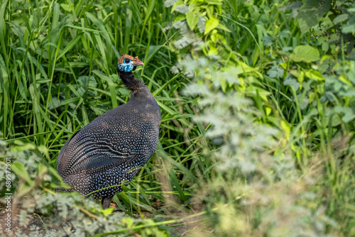 Colorful background with an exotic bird. The helmeted guineafowl, Numida meleagris