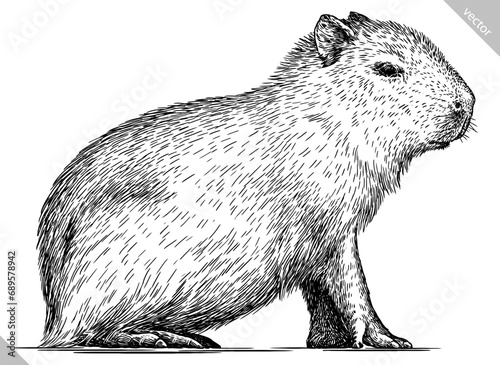 Vintage engraving isolated capybara set illustration rodent ink sketch. Gnawer background silhouette art. Black and white hand drawn vector image