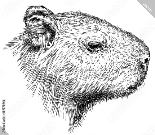 Vintage engraving isolated capybara set illustration rodent ink sketch. Gnawer background silhouette art. Black and white hand drawn vector image