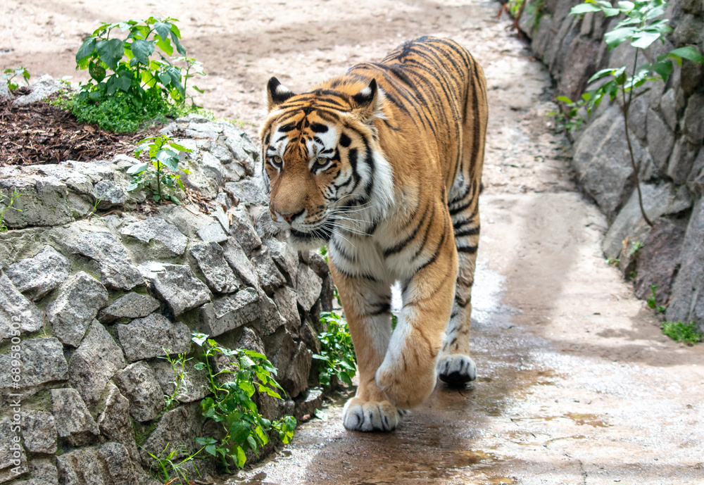 Obraz premium A tiger walks in the zoo