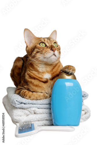 Cute cat with tools for bathing animals, hygiene on a transparent background.
