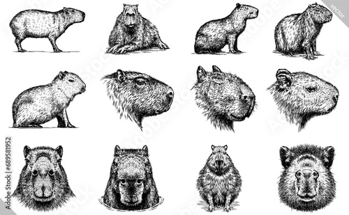 Vintage engraving isolated capybara set illustration rodent ink sketch. Gnawer background silhouette art. Black and white hand drawn vector image photo