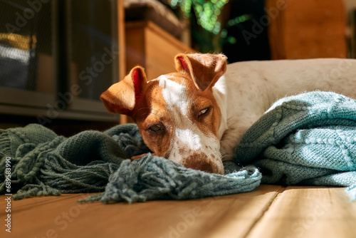 Young dog jack russell terrier relaxing on turquoise knitted plaid on the parquet floor of living room in a sunny day.