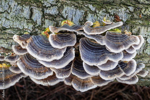 Trametes versicolor. Coriolus versicolor mushroom or Turkey Tail on the trunk of a fruit tree.