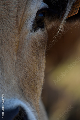 demi portrait de vache aubrac