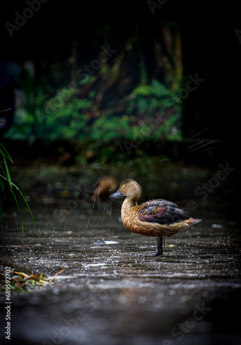 dendrocygne fauve en pleine toilette matinale