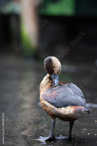 dendrocygne fauve en pleine toilette matinale
