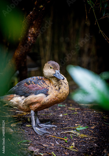 dendrocygne fauve en pleine toilette matinale