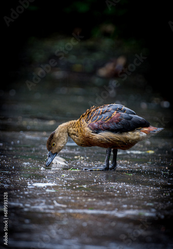 dendrocygne fauve en pleine toilette matinale