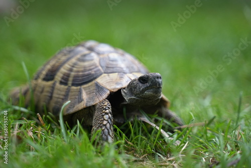 Schildkröte fotografiert in Sveti Naum, Ohrid, Mazedonien (Свети Наум, Shën Naum) 