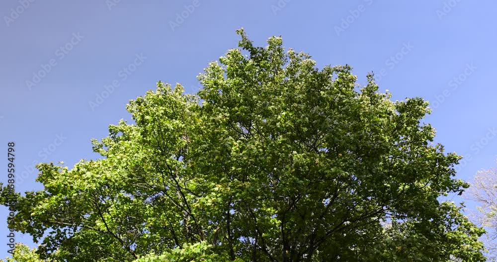 yellowing foliage on maples in autumn weather, maple tree during the autumn season before leaf fall yellowing foliage on maples in autumn weather, maple tree during the autumn season before leaf fall