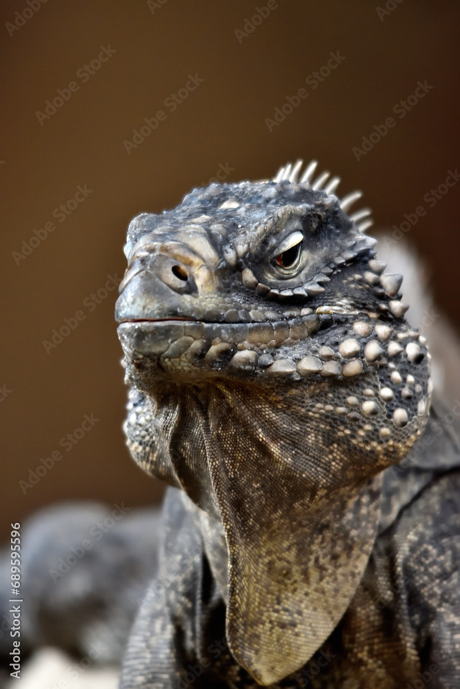 Fototapeta premium iguane prend la pose pendant sa sieste