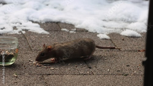 Ratte kommt aus dem Versteck, um Körner vom Vogelfutter zu fressen