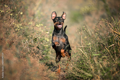 happy dog miniature pinscher breed jumping in the grass on a sunny day photo