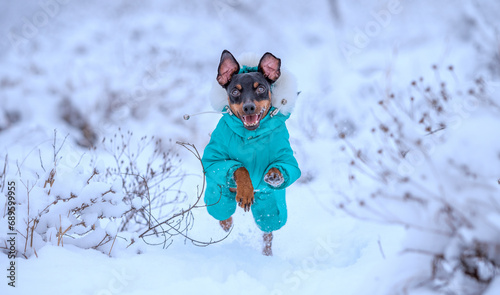 adult dog breed miniature pinscher for a walk running in the snow