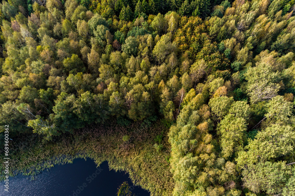 Aerial view of the autumn forest from a high altitude Aerial view of the autumn forest from a high altitude