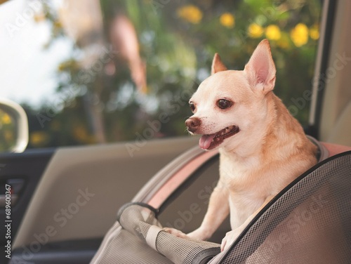 happy brown short hair chihuahua dog standing in pet carrier backpack with opened windows in car seat. Safe travel with pets concept.