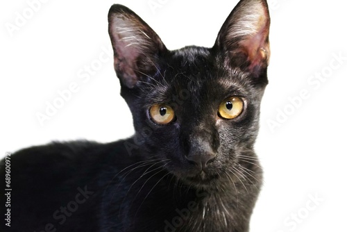 black cat isolated on white