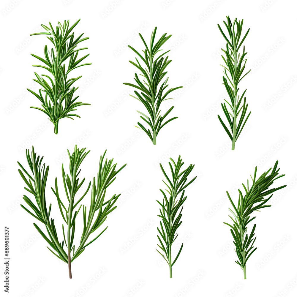 Set of green sprigs of fresh rosemary leaves isolated on white or transparent background