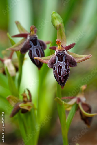 Ariadne-Ragwurz, Karpathos-Ragwurz (Ophrys ariadnae / Ophrys cretica subsp. karpathensis) - Insel Karpathos, Griechenland photo