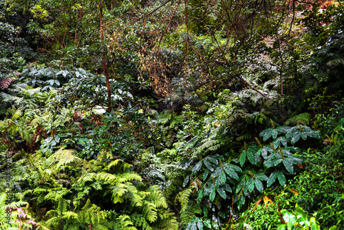 Fototapeta Naklejka Na Ścianę i Meble -  a tropical plant background