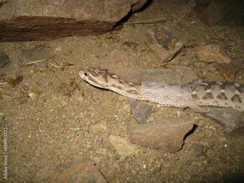 Echis carinatus Molt 
Snake skinning photo