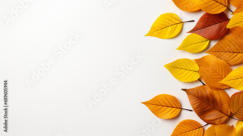 autumn leaves on white background with empty space