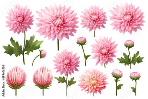 collection of delicate pink chrysanthemum flowers, buds and leaves isolated over a transparent background, cut-out floral garden or seasonal summer design elements 3d rendring. Generative AI. © renis