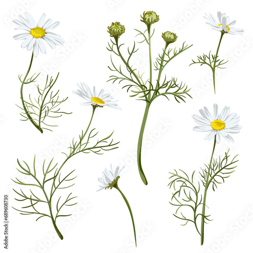 Colorful hand drawn sketch. Matricaria Chamomilla. Set of elements on a white background. Medical herb and spice. 
