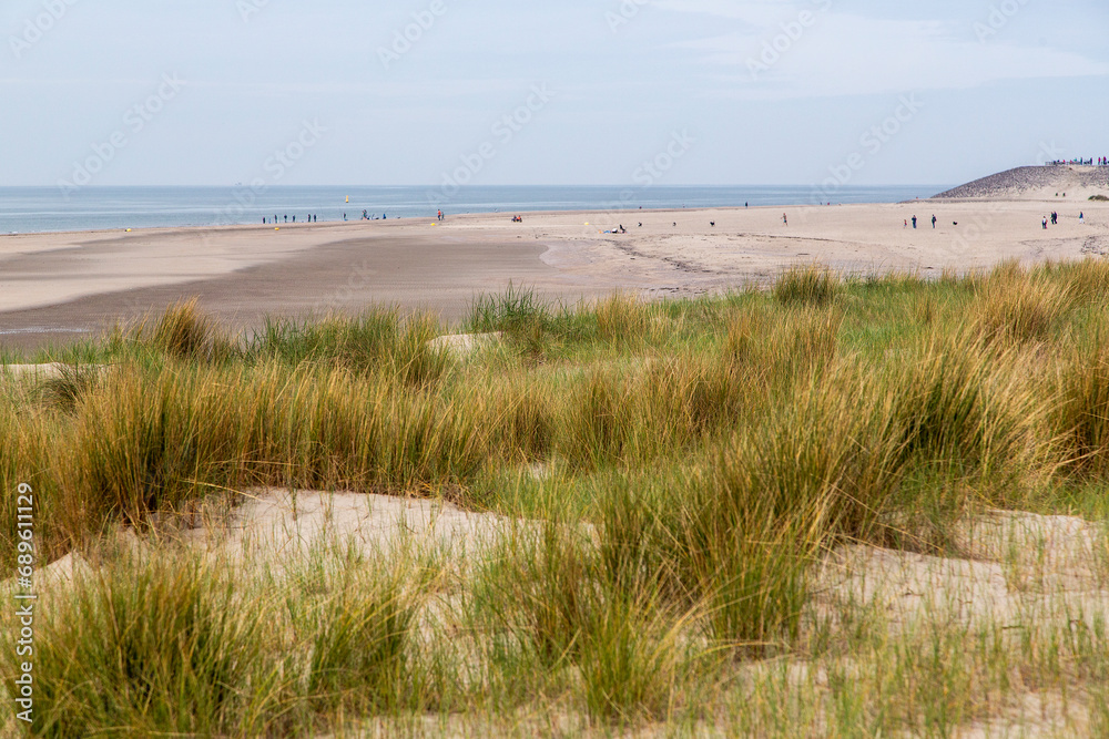 Sandy dunes with Marram grass (Ammophila arenaria) and beach; Burgh-Haamstede, Zeeland, Netherlands