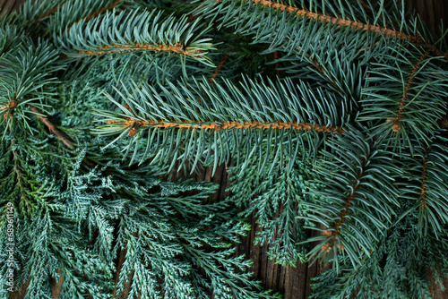 green fir branches for Christmas background