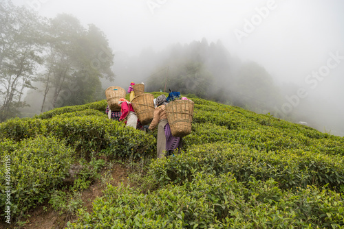 Women pickers plucking tea leaves in west bengal Darjeeling at height 2,100 metres 6,900 ft. photo