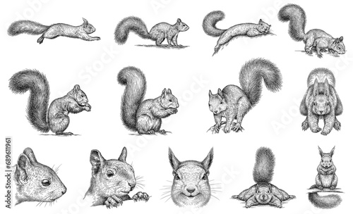 Vintage engraving isolated squirrel set illustration ink sketch. Forest background animal silhouette art. Black and white hand drawn image 