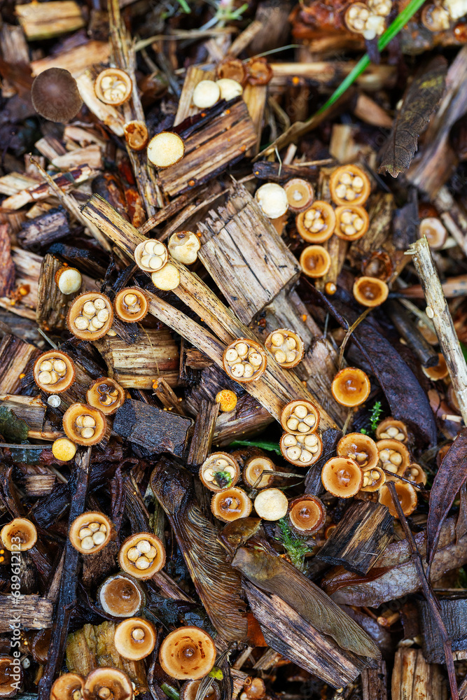 Group of Yellow bird’s nest fungus (Crucibulum crucibuliforme) on wood chips