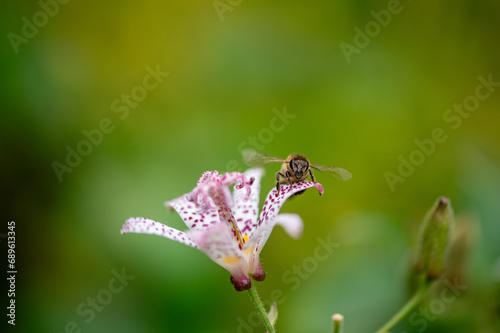 bug on a flower