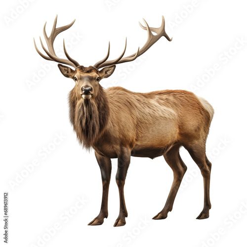 Elk Cartoon Isolated White on a transparent background