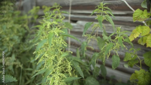 Verdant Nettle Plants Flourishing Against Rustic Wooden Wall, Harmony of Nature and Texture