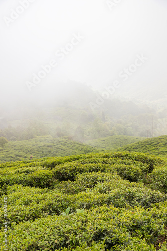 Tea gardens of Darjeeling, most expensive tea producer in the world. The best view of tea plantation in Darjeeling, India.