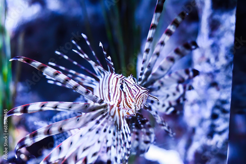 broadbarred lionfish or spotfin lionfish in aquarium photo